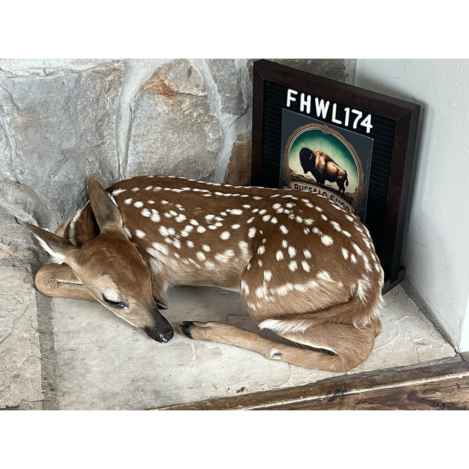 FHWL174 - Fawn Deer Taxidermy Mount
