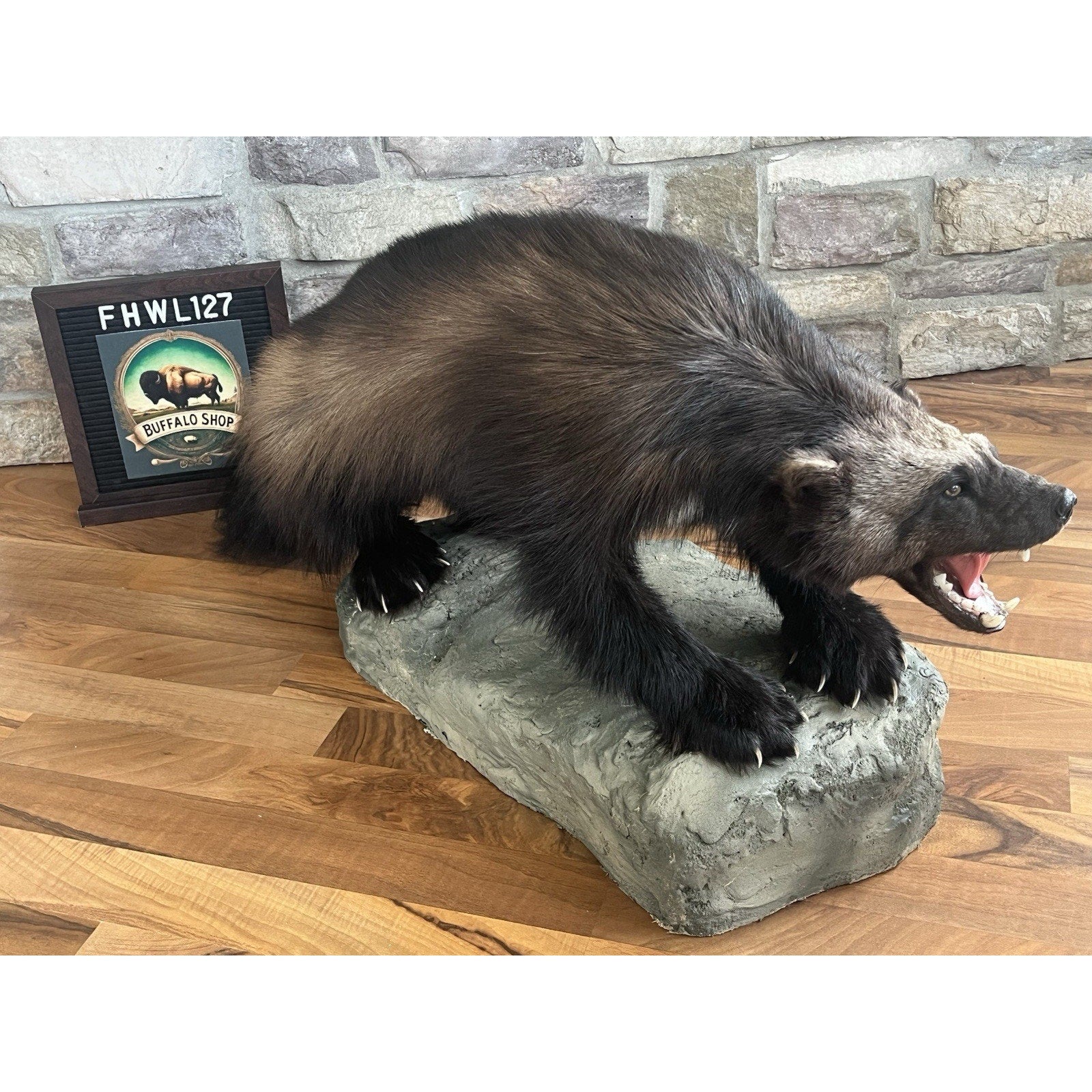 FHWL127 - Beautiful Aggressive Alaskan Wolverine Prime Fur Taxidermy Mount