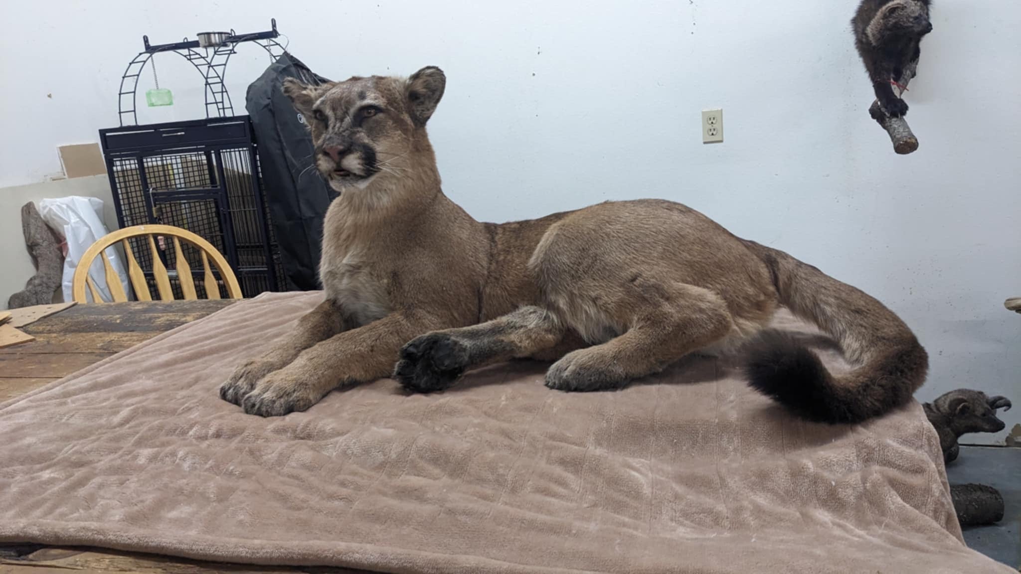 Brand new female Mountain lion / cougar taxidermy full body mount