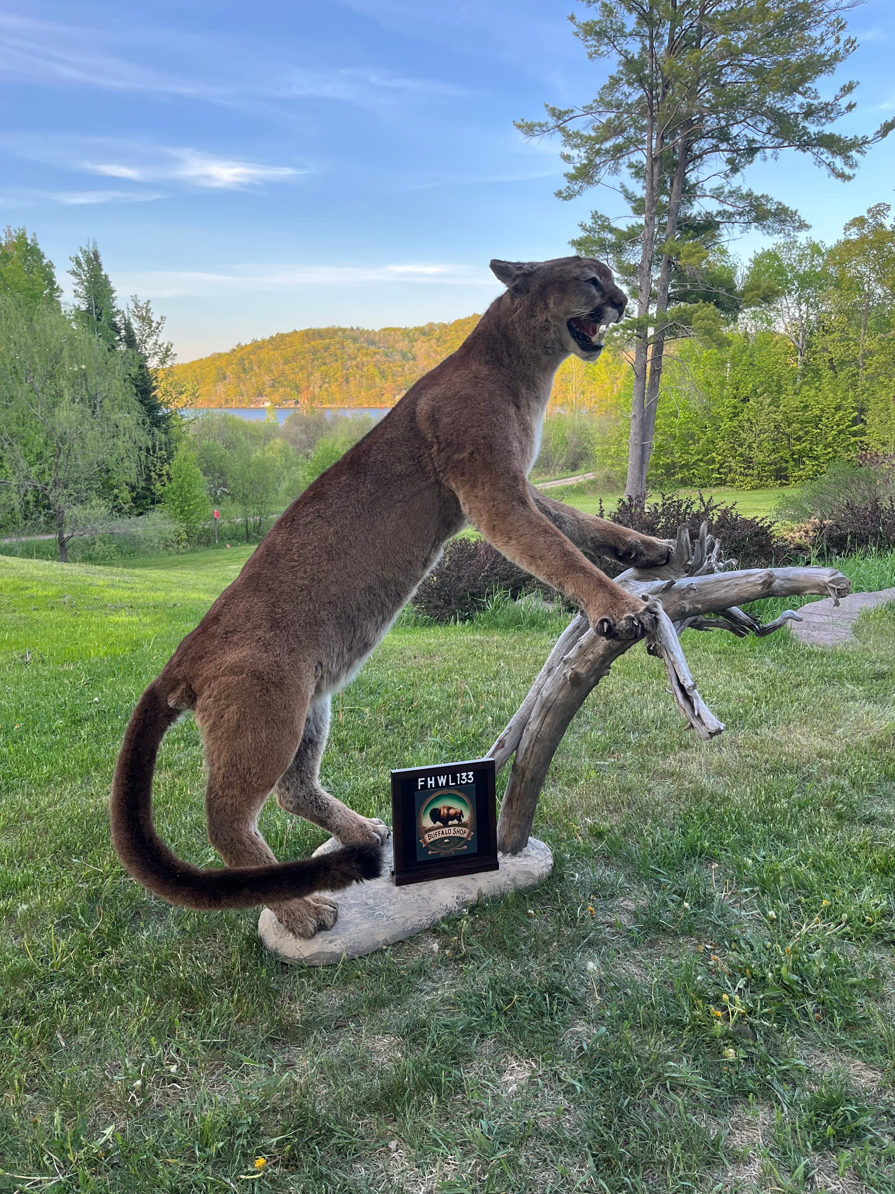 FHWL133 - massive Cougar aggressive Lifesize Taxidermy Mount