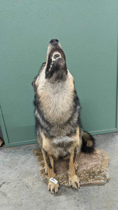 Alaskan wolf howling full body taxidermy mount