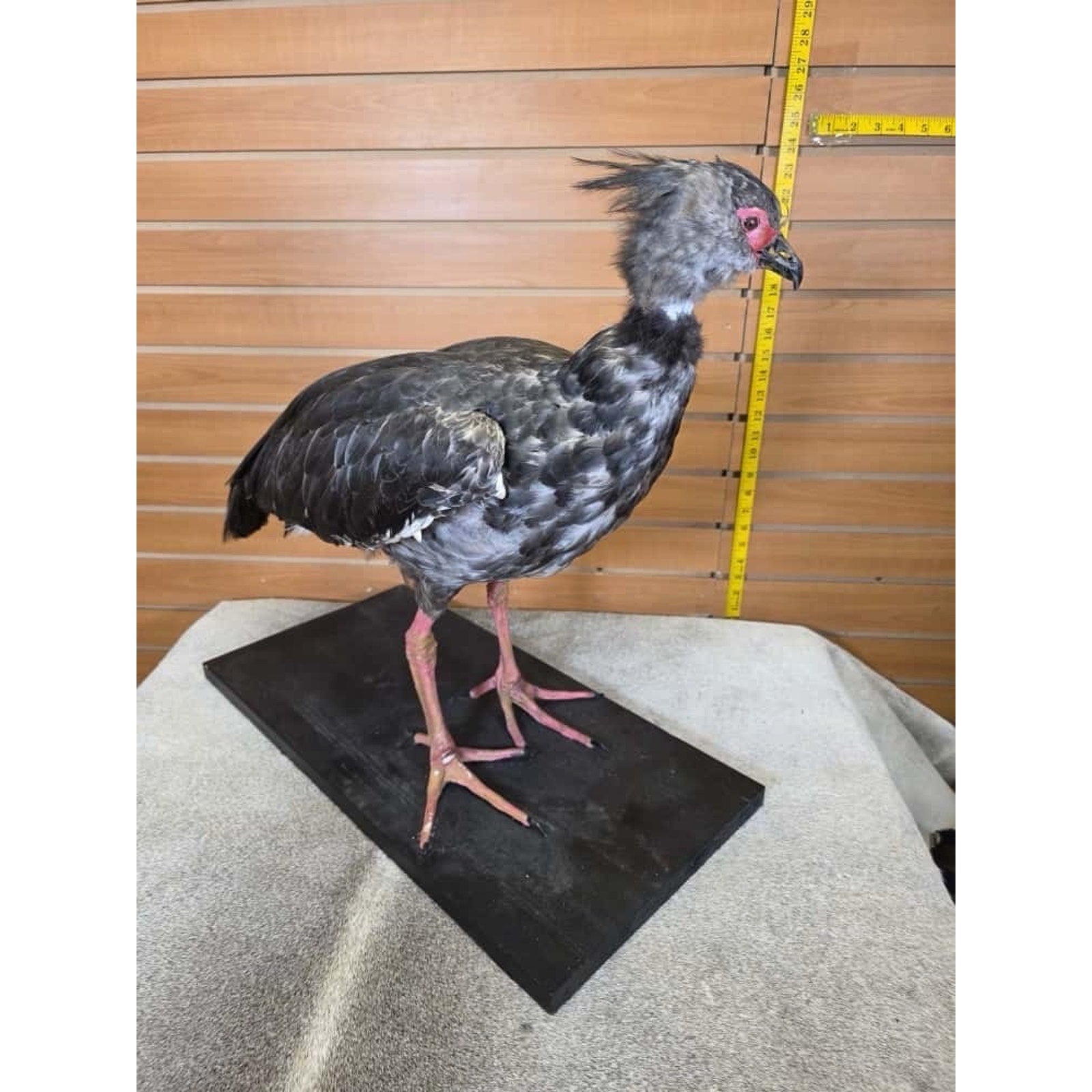 FHCM3 -Southern screamer Bird Taxidermy Mount