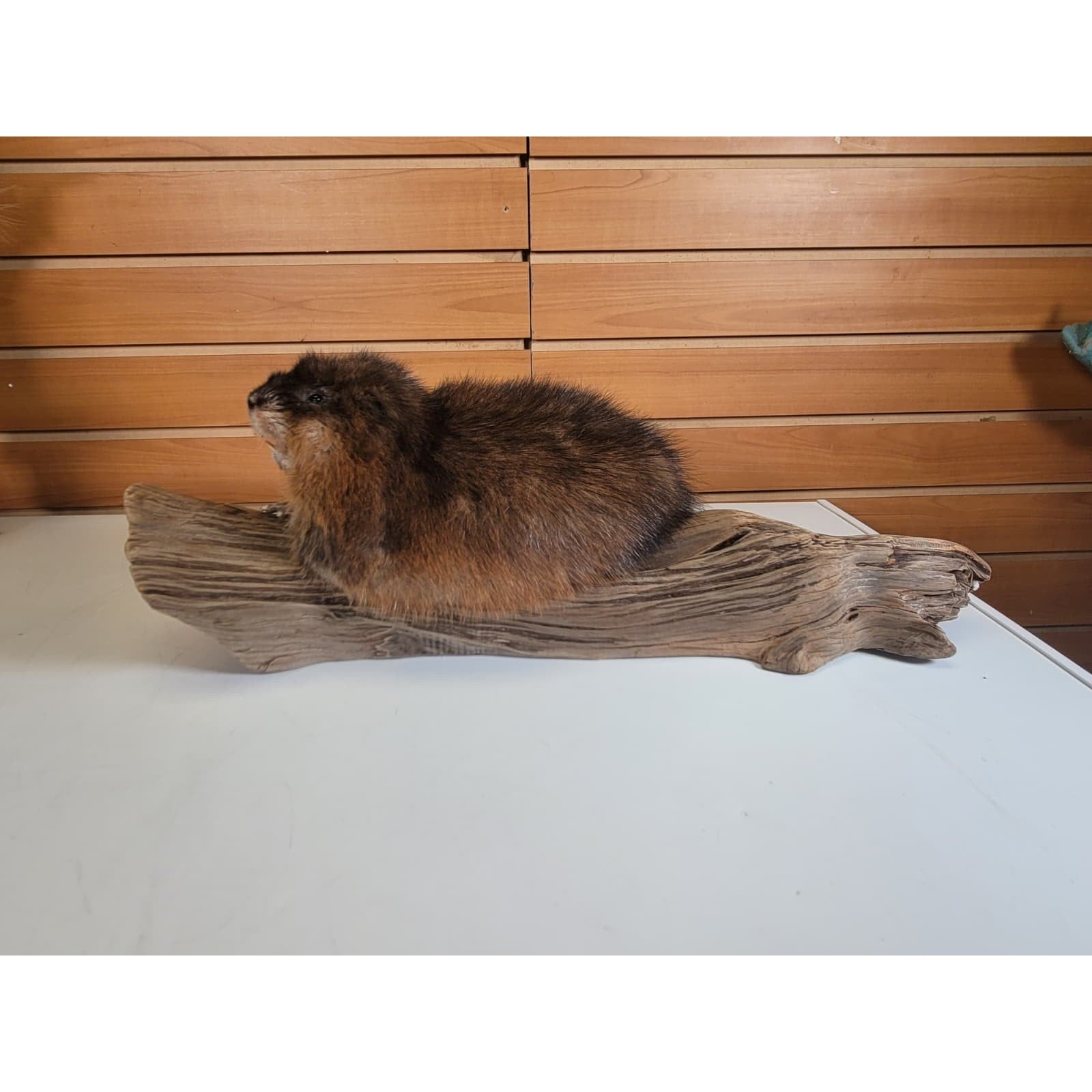 FHMUSK7 - Muskrat Taxidermy Mount
