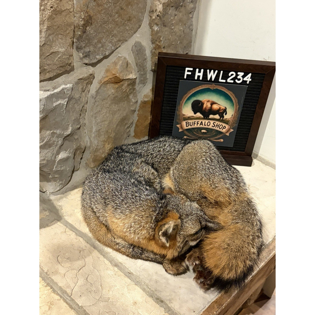 FHWL234 - Grey Fox Taxidermy Full Body Mount Cabin Camp Man Cave