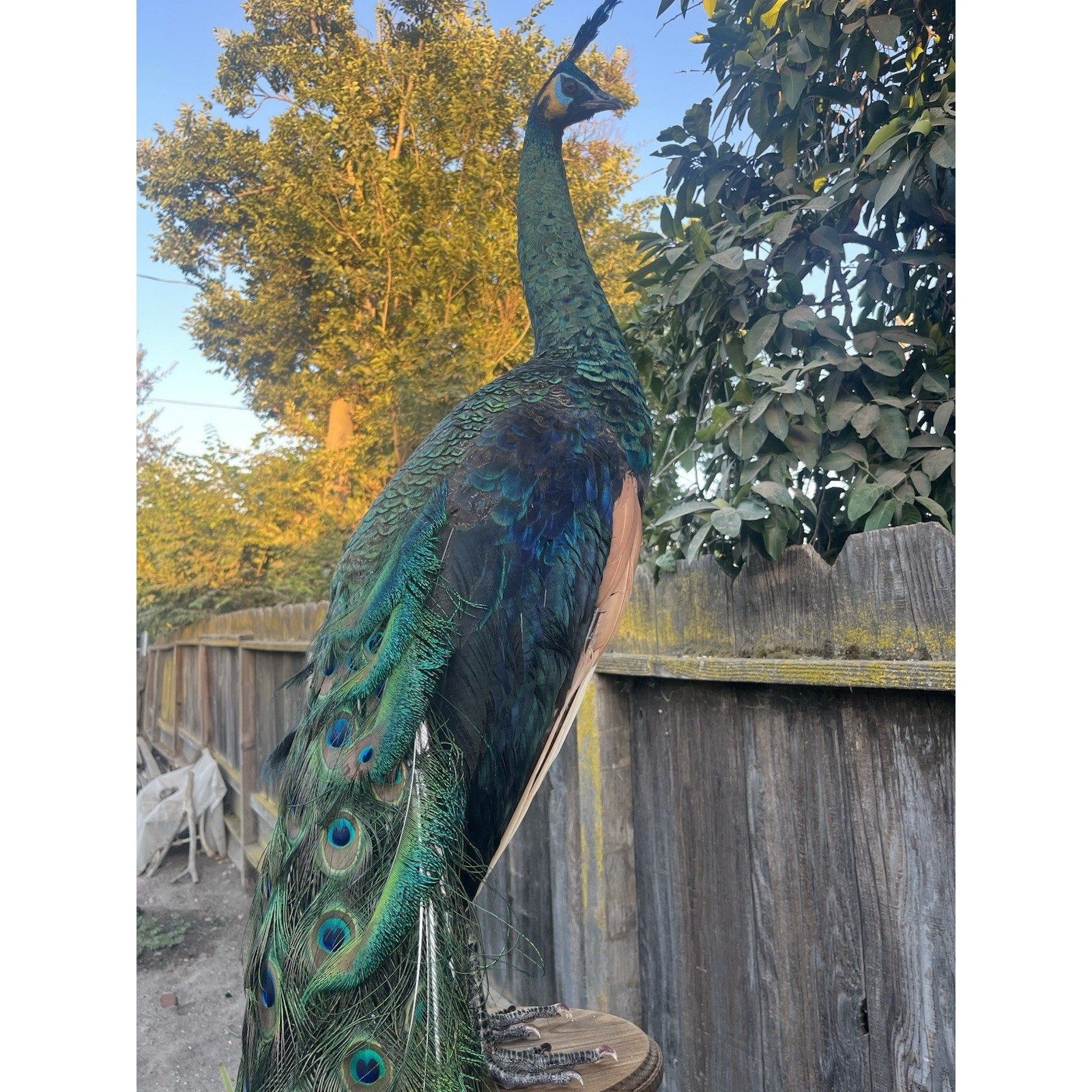 FHJOEL333-Real Java PEACOCK Taxidermy Mount museum quality