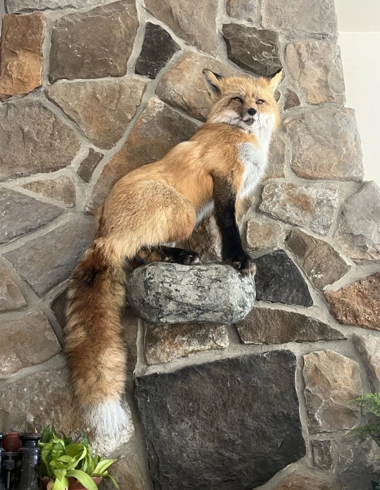 FHWA0802 - Red Fox Taxidermy Full Body Mount