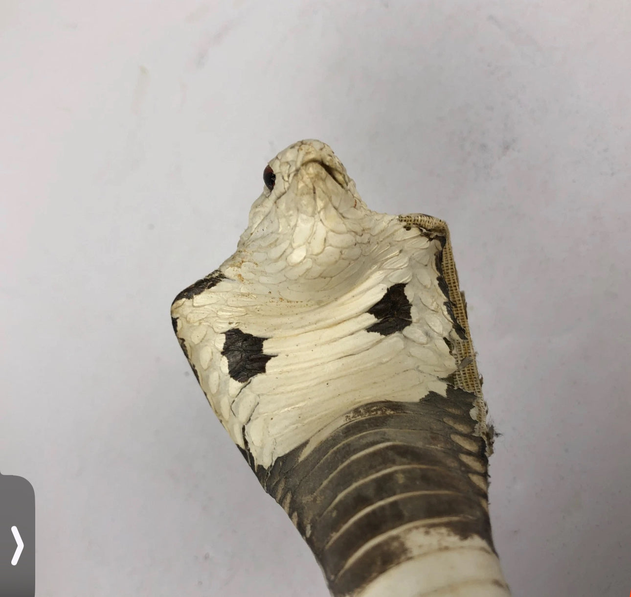 FHEB0814 - Cobra Snake Taxedermy  10.25" Tall Monocled