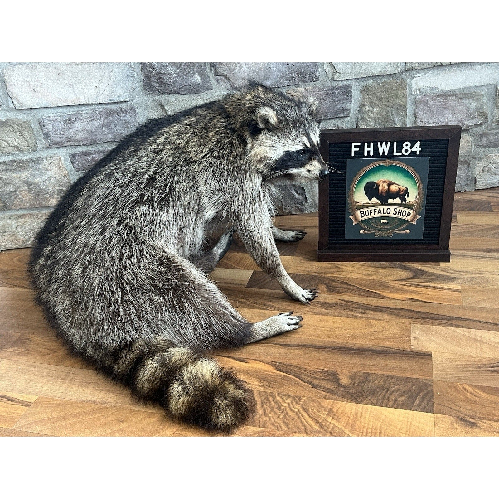 FHWL82 - Fat Raccoon Taxidermy Mount
