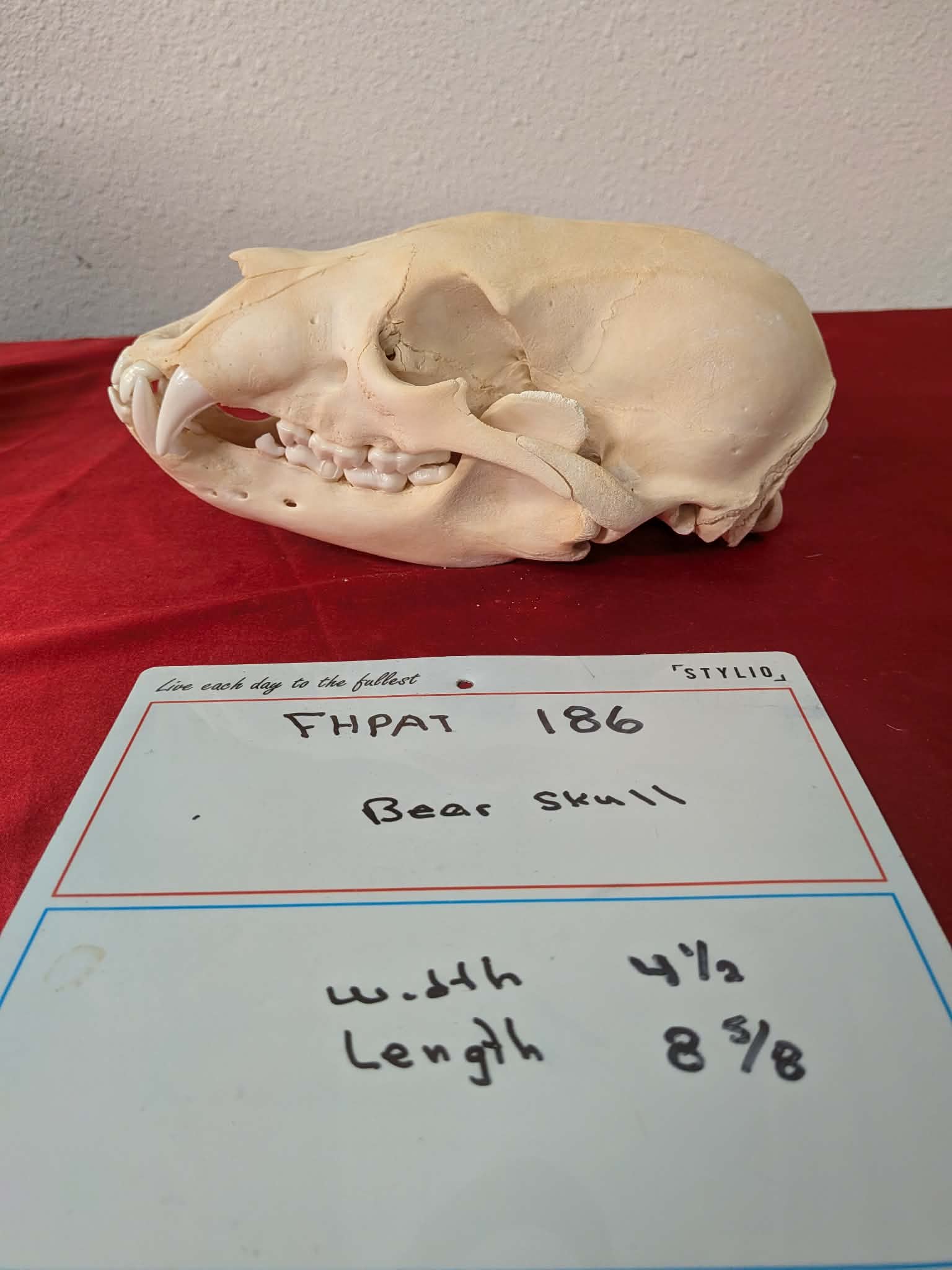FHPAT186 -professionally cleaned black bear skull