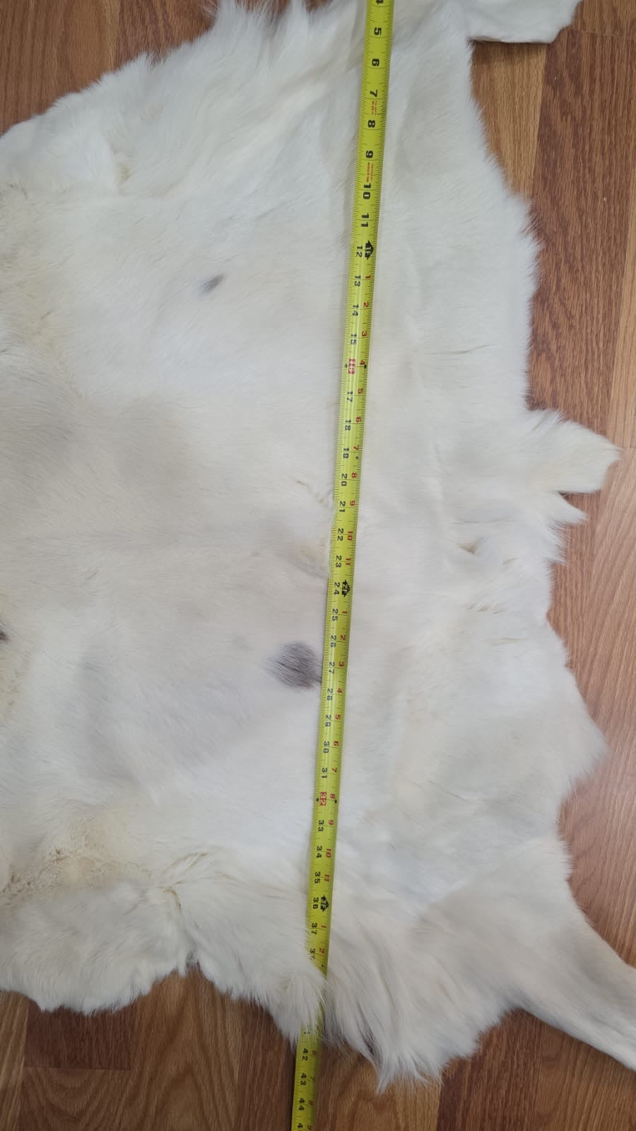FHSD43 - caribou white beautiful hide 50”x30”