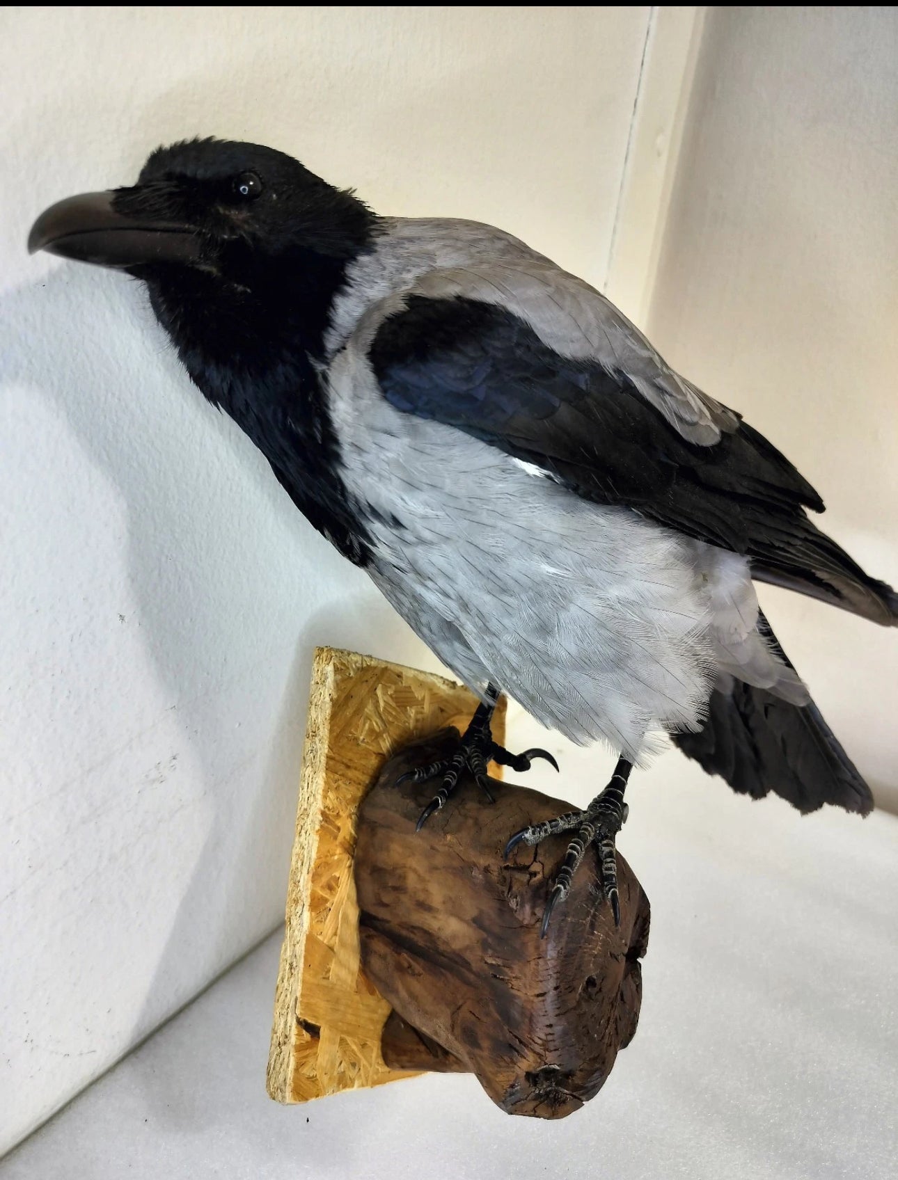 FHBIRD524- Hooded Crow taxidermy mount