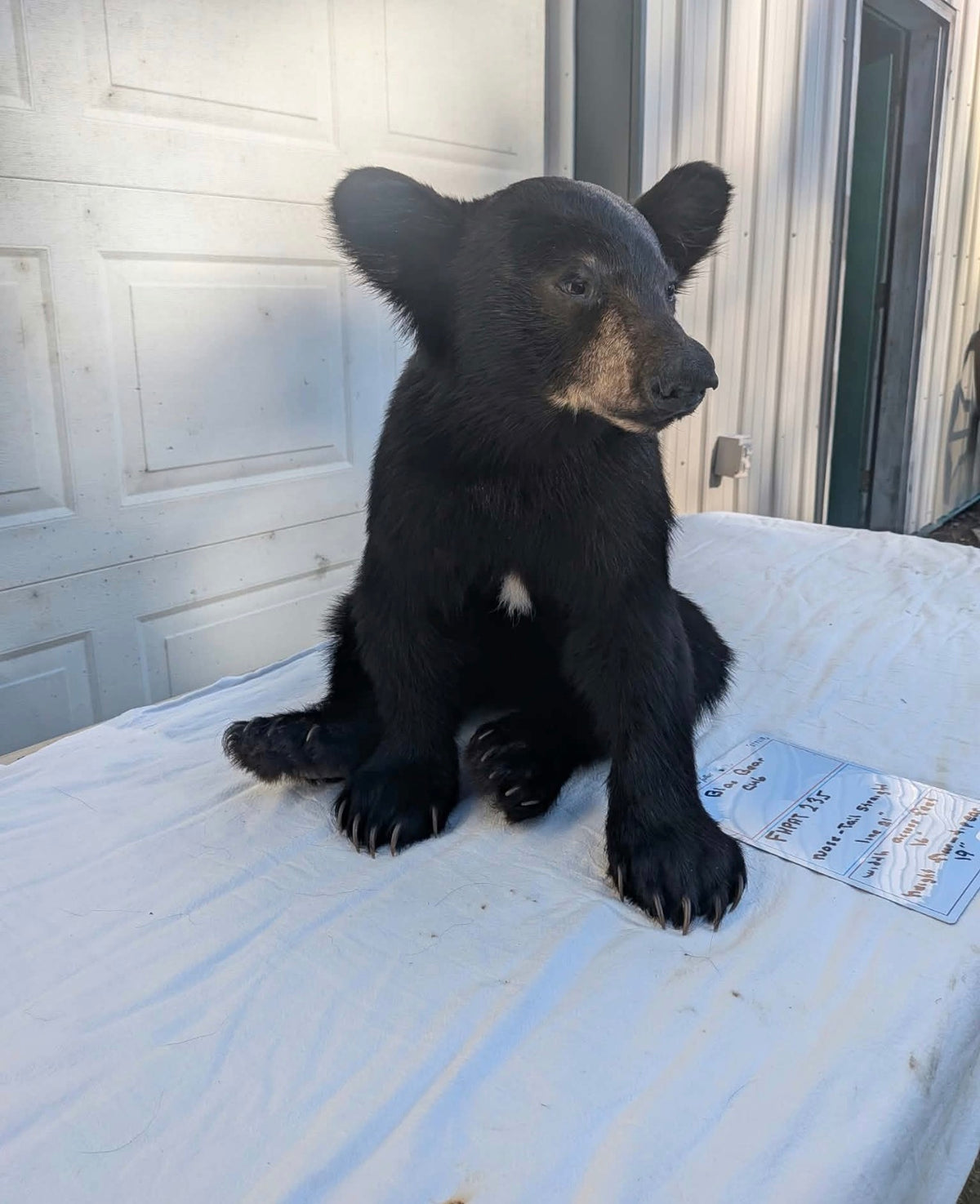 FHPAT235M - Extremely cute baby bear taxidermy tiny imount