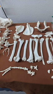 Alaskan Wolf full skeleton for articulating (professionally cleaned)