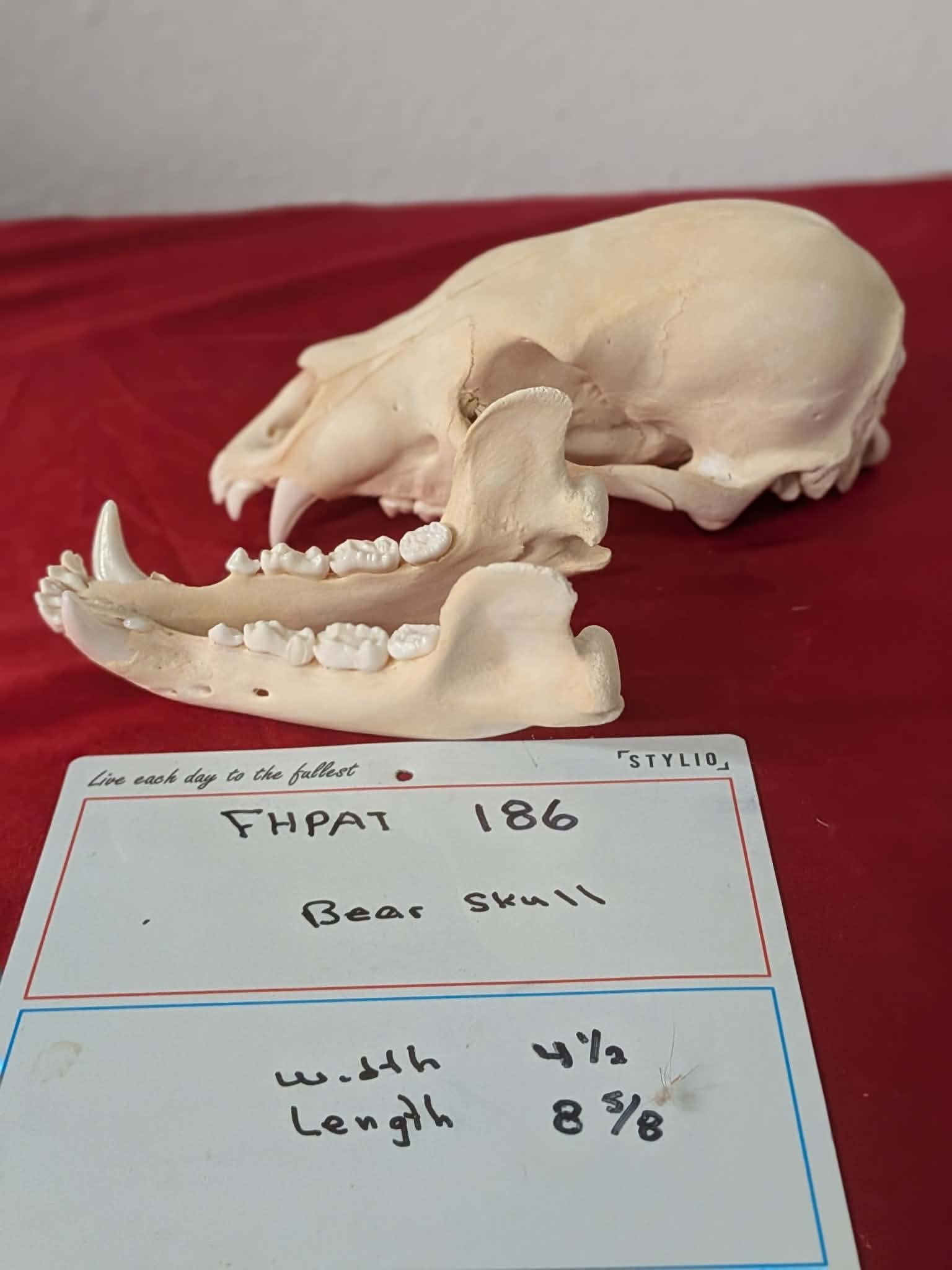 FHPAT186 -professionally cleaned black bear skull