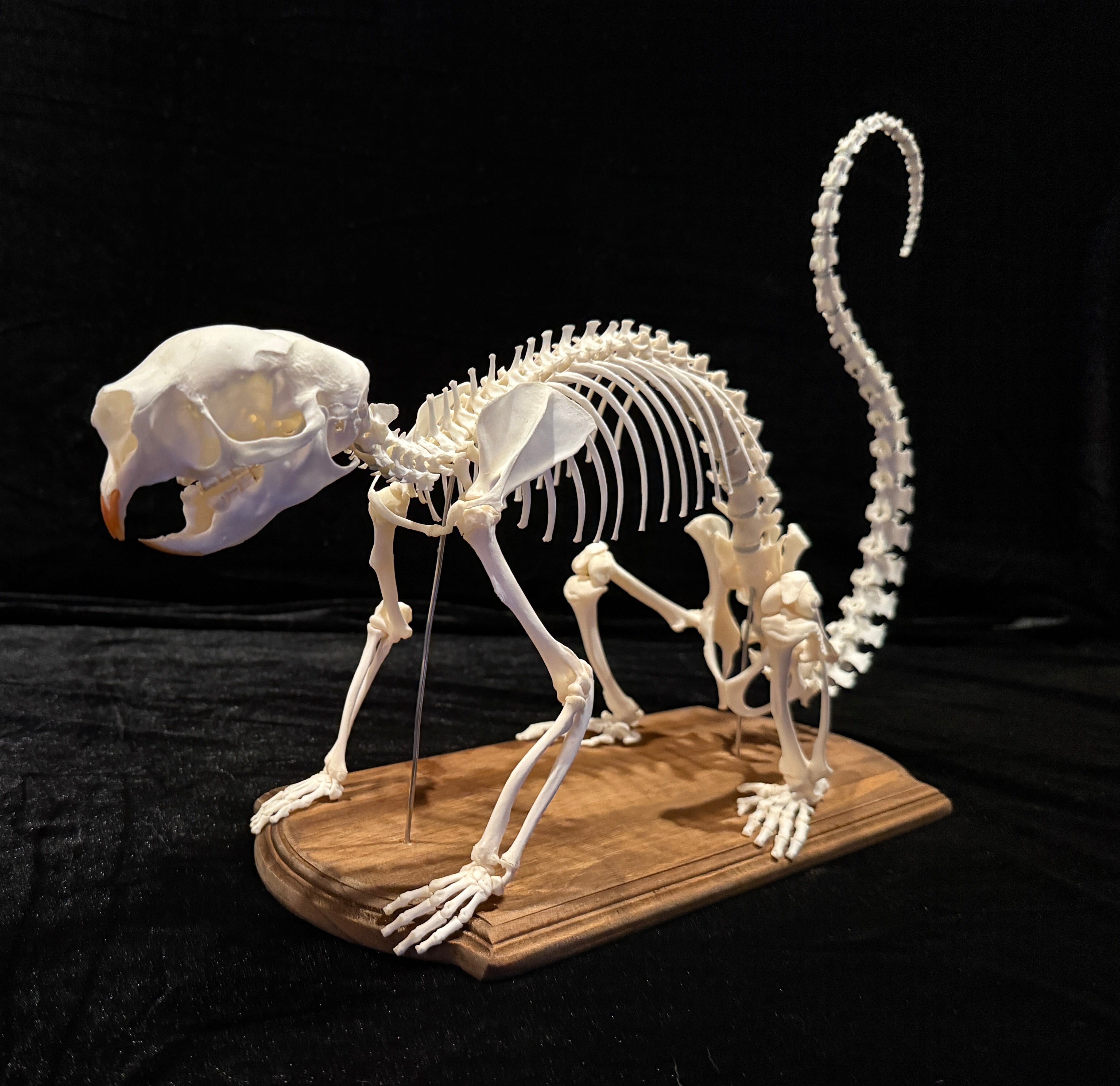 FHDA4 - Real Prehensile-Tailed Porcupine Articulated Skeleton taxidermy