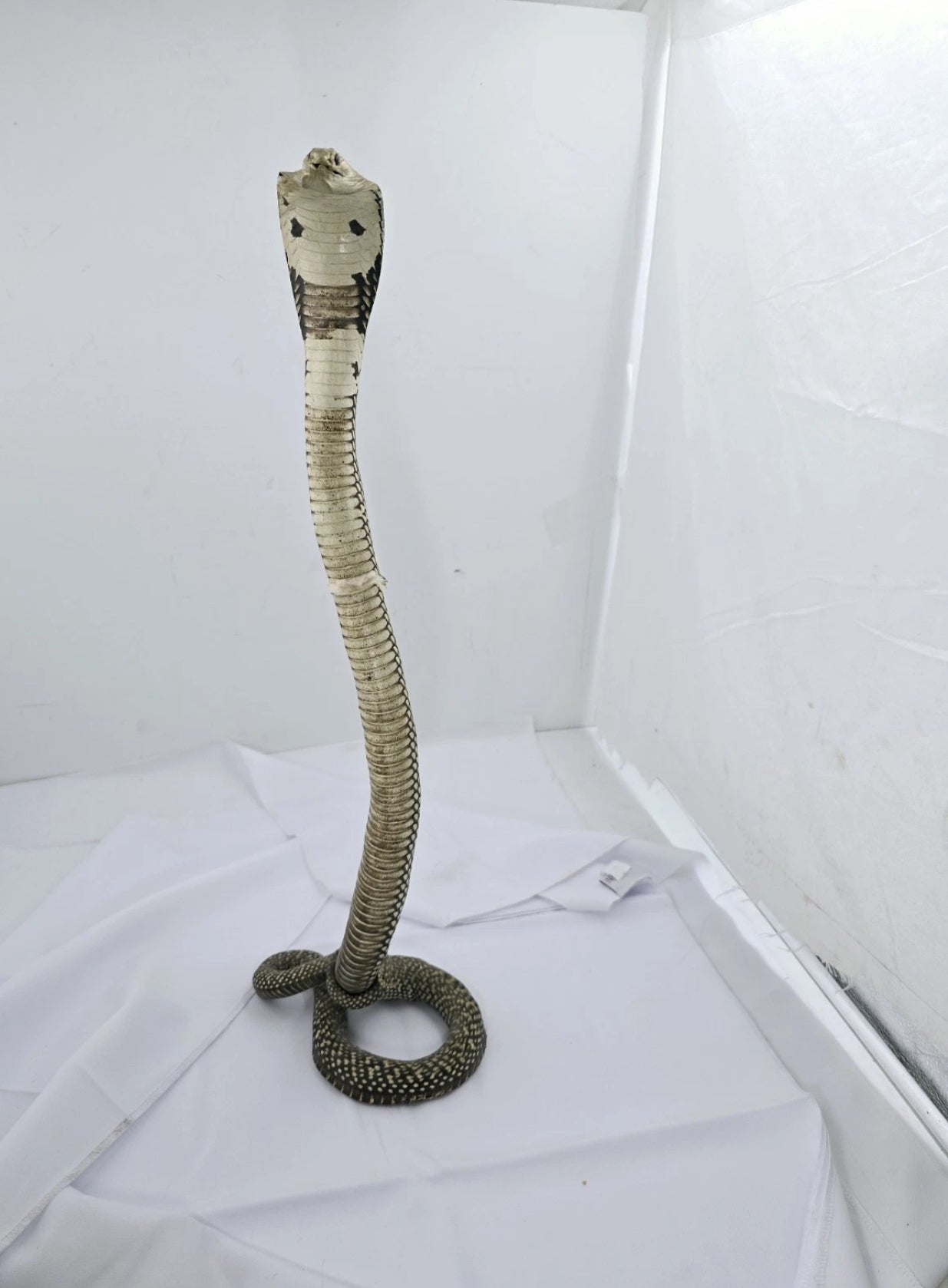 FHCOB0724 - 24” Real Cobra Taxidermy Snake Mount