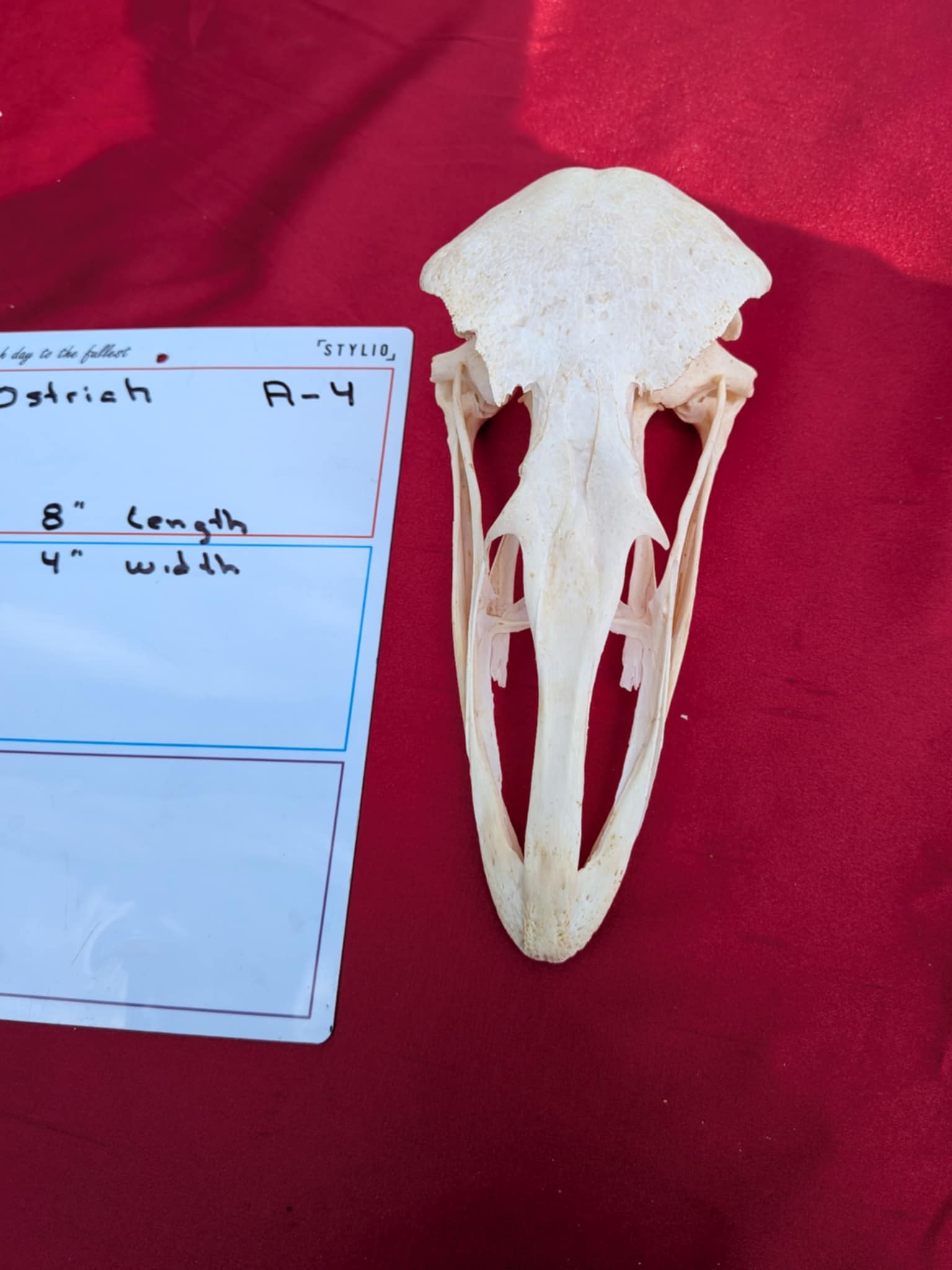 FHPATR4 - ostrich real skull taxidermy mount