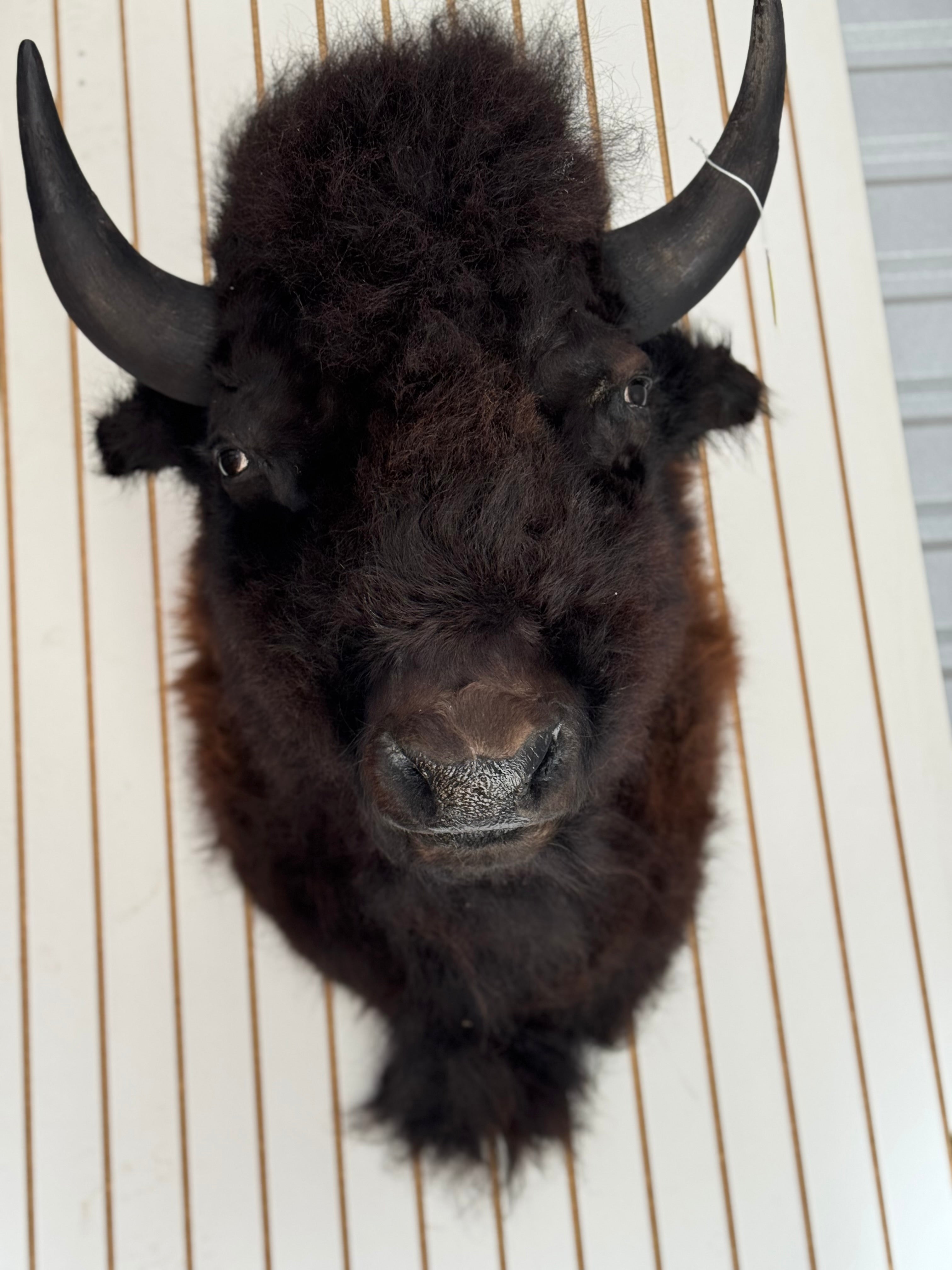 FHDAR355-XL Buffalo Taxidermy Shoulder mount Bull