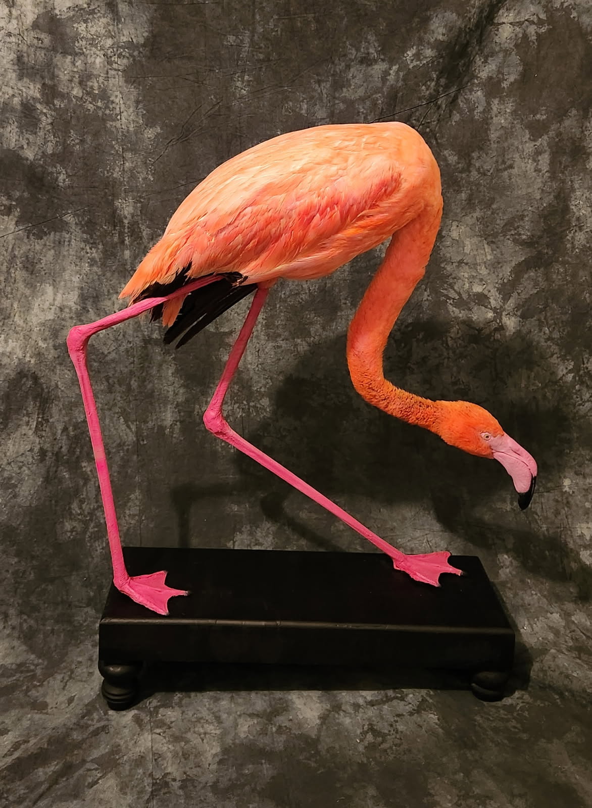 FHFLAM1 - Chilean Flamingo Museum quality Taxidermy mount bird