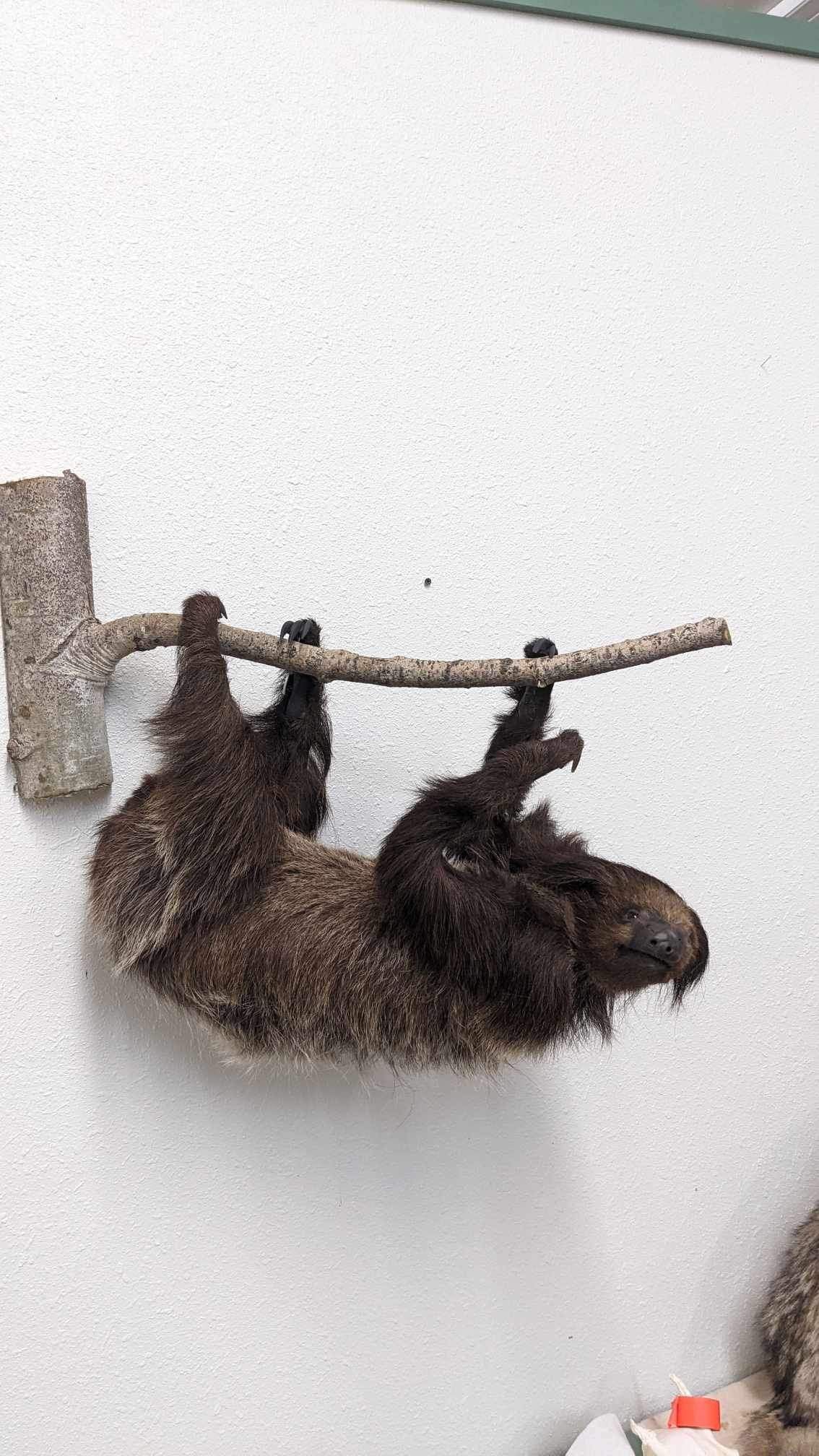 New Excellent Adult Sloth Taxidermy Wall Mount Full Body