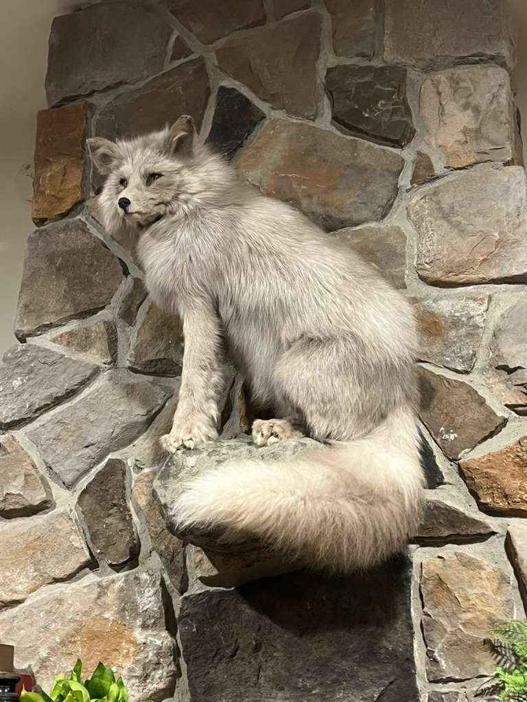 FHWL7 - White Cross Fox Taxidermy mount