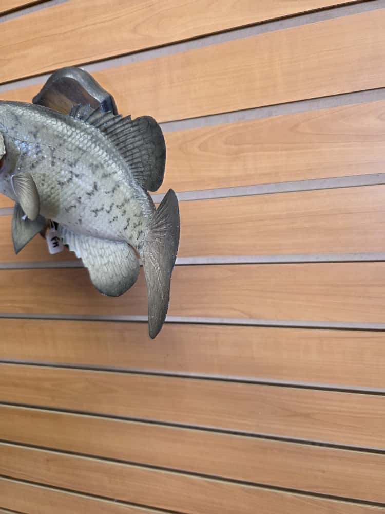 FHMF1 - 14” Crappie fish real skin taxidermy mount