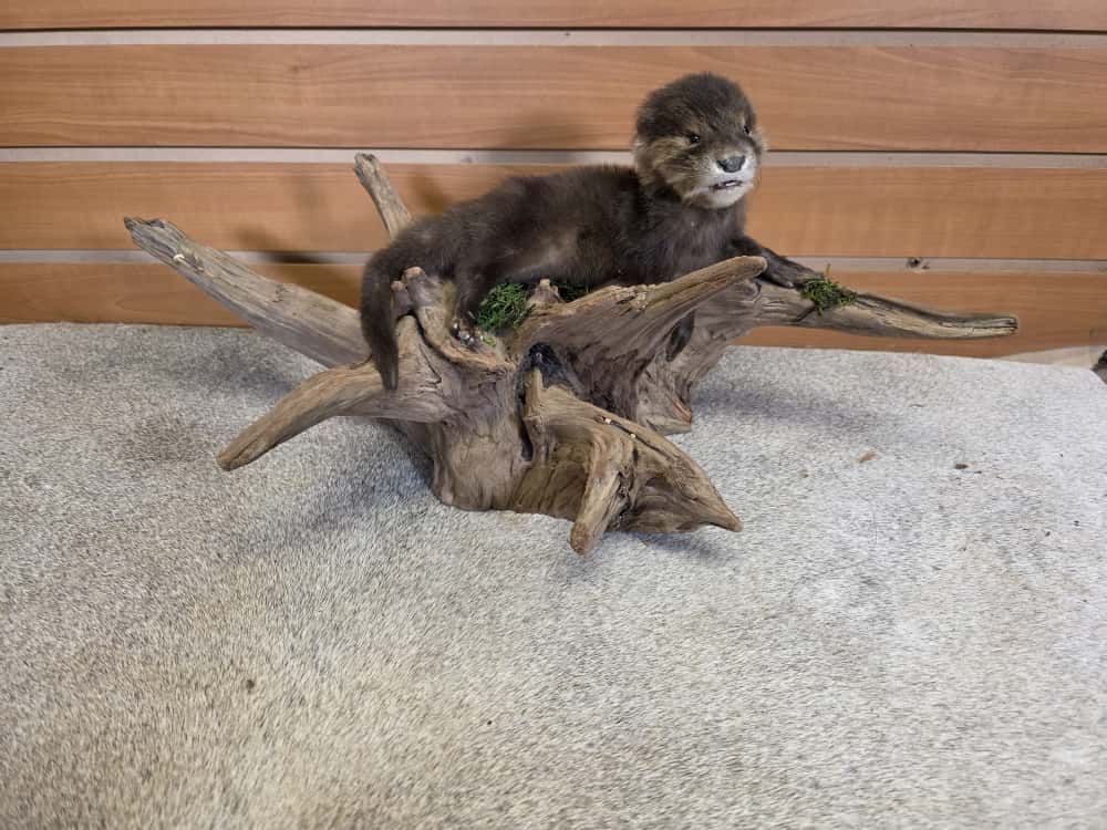 FHCK01 - Rare Baby otter taxidermy mount.