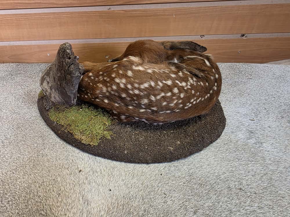 FH1016 - Fawn Baby Deer taxidermy mount