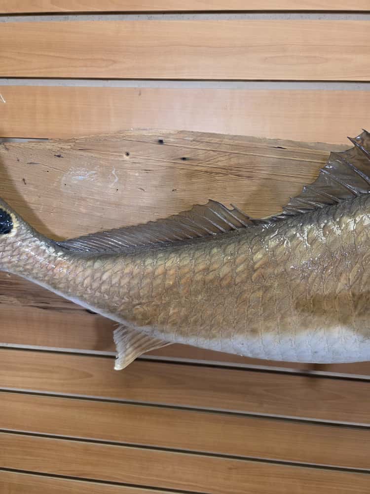 FHCM38 - 33" Red Fish Real Skin Fish Taxidermy