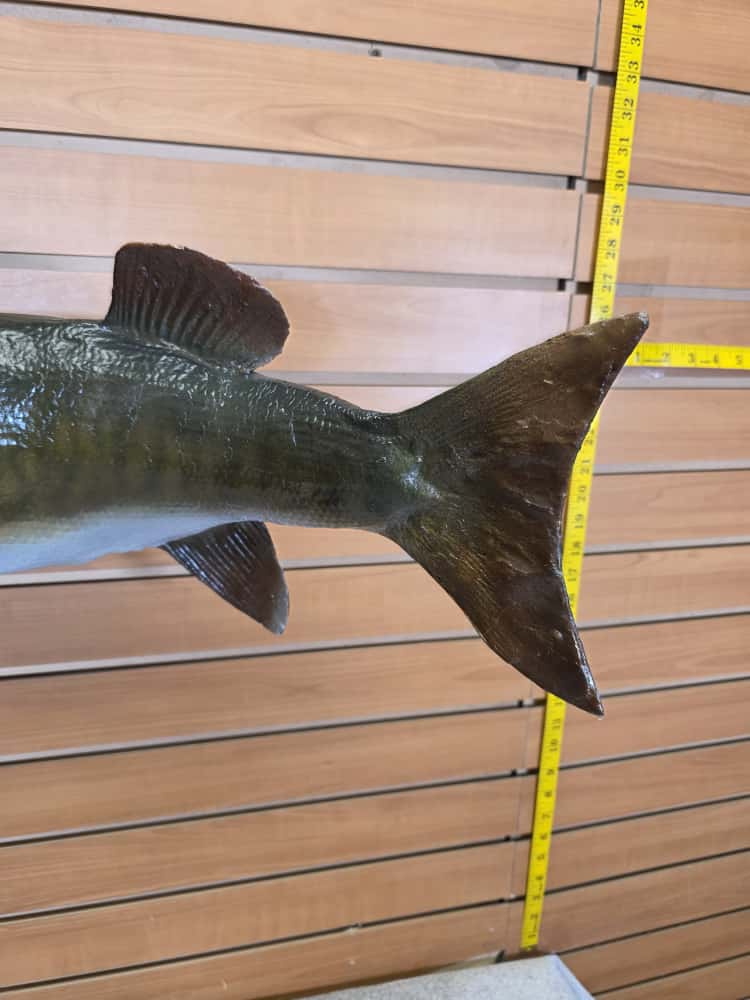 JTV259 - pike fish taxidermy
