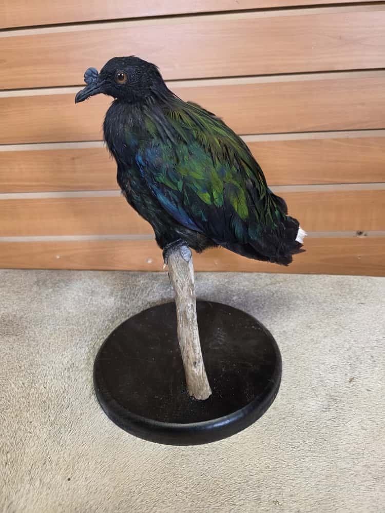 FHCM56 - Nicobar pigeon bird taxidermy mount