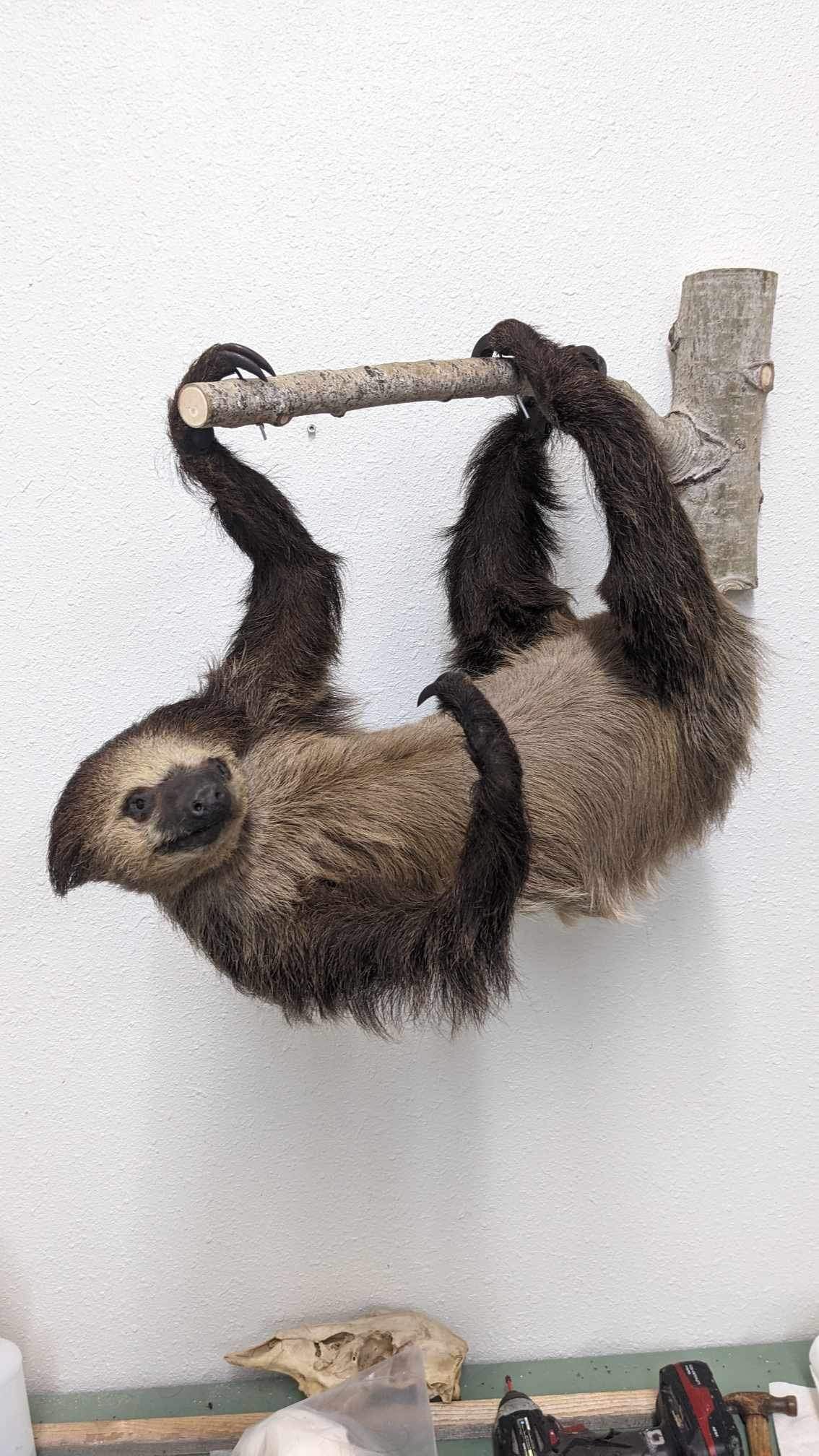 New Excellent Adult Sloth Taxidermy Wall Mount Full Body