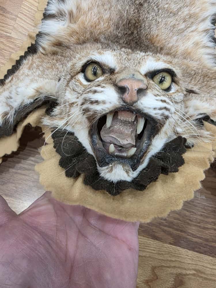 Fh63885 -TAXIDERMY BOBCAT RUG MOUNT 42" LONG