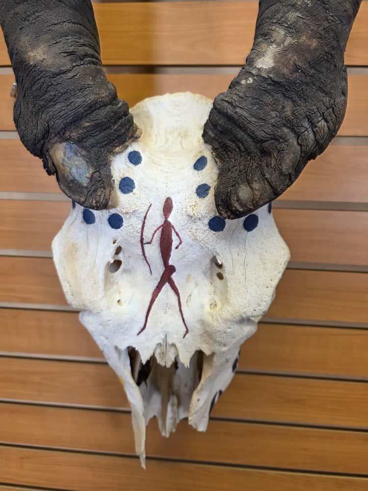 JTV266 - eland skull taxidermy mount