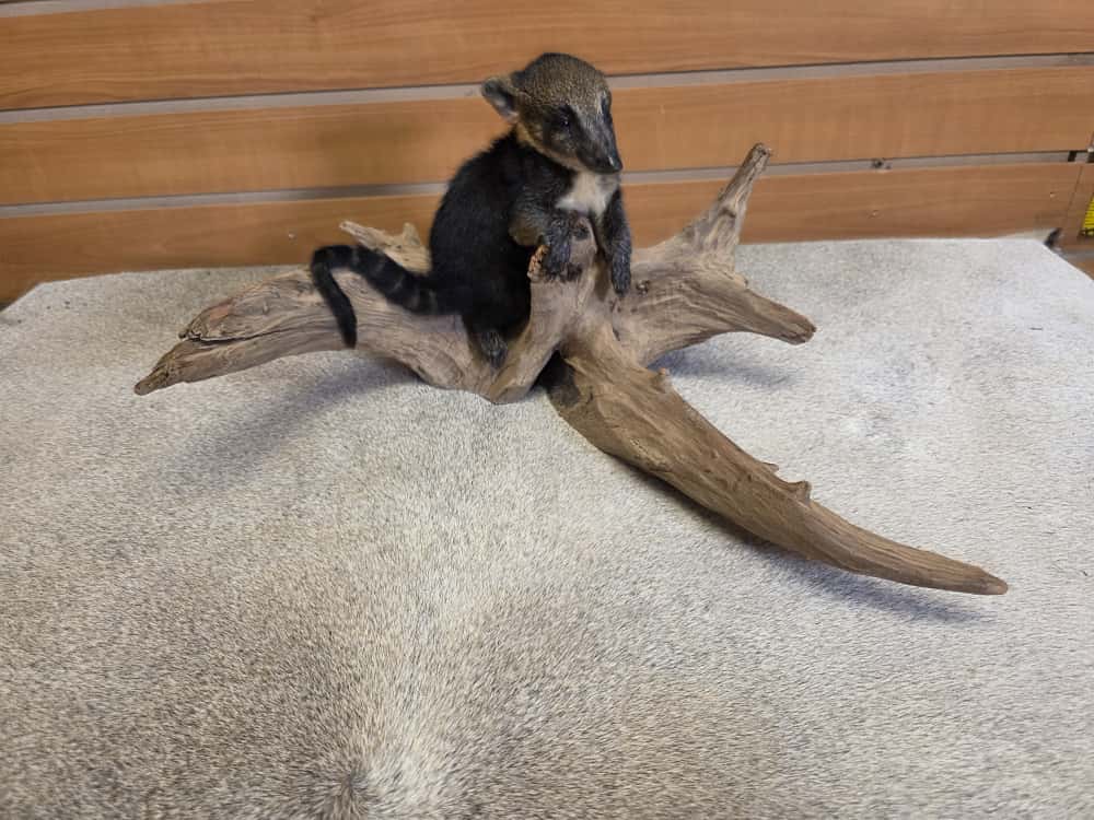 FHCK766 -Baby Coatimundi taxidermy mount