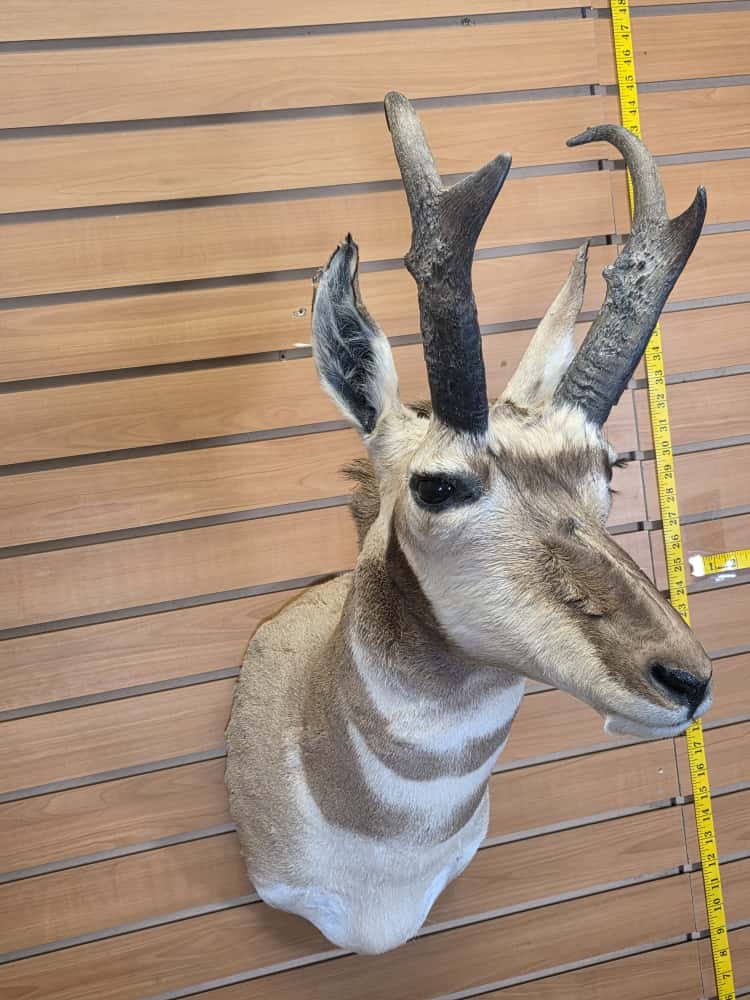 FHCM49 - Pronghorn Antelope Shoulder Mount Taxidermy