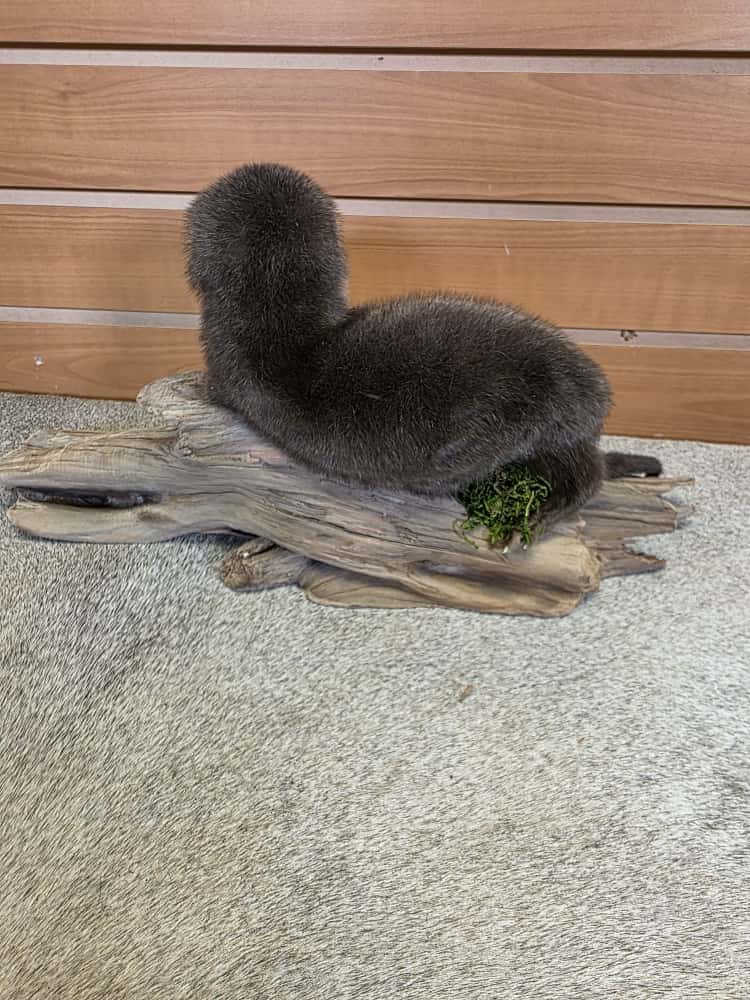 FHCK02 - Rare Baby otter taxidermy mount.