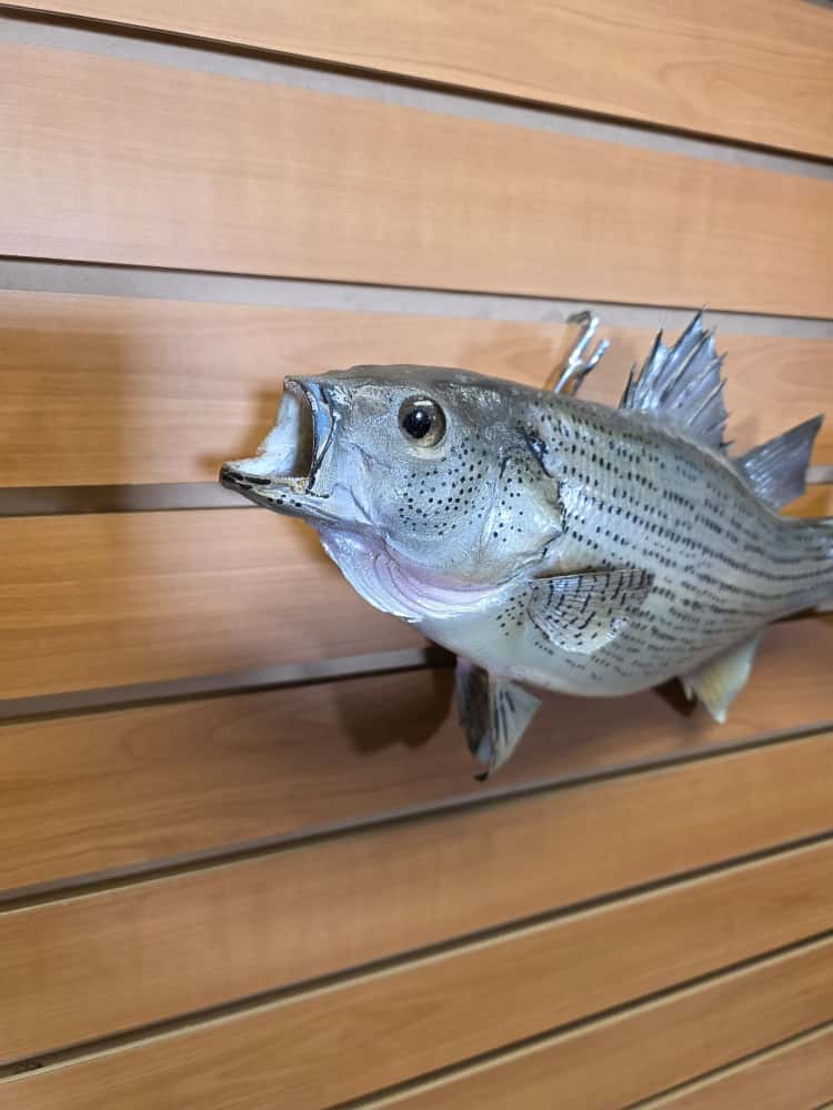 JTV264 - striped bass fish taxidermy mount