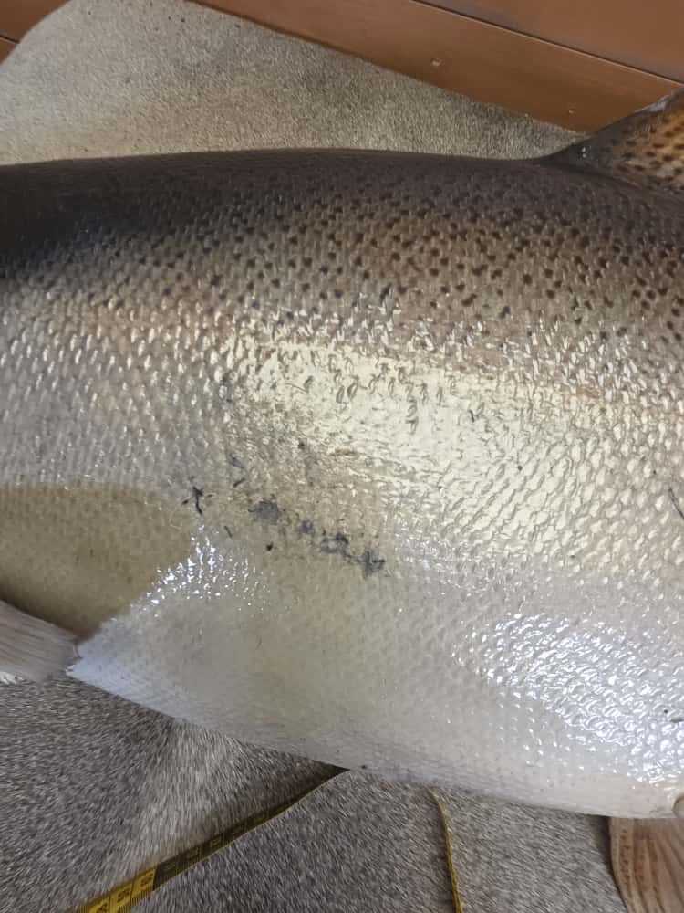 FHCM40 -41" King Salmon Real Skin Fish Taxidermy