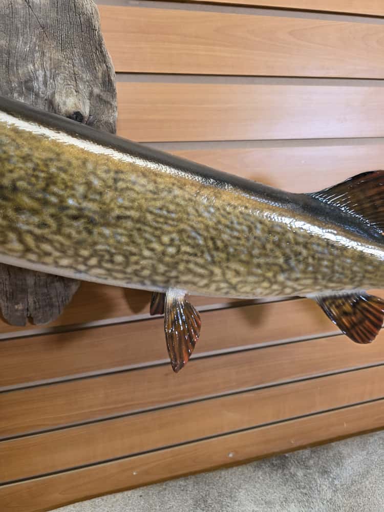 FHCM37 - 33” real skin muskie fish taxidermy mount