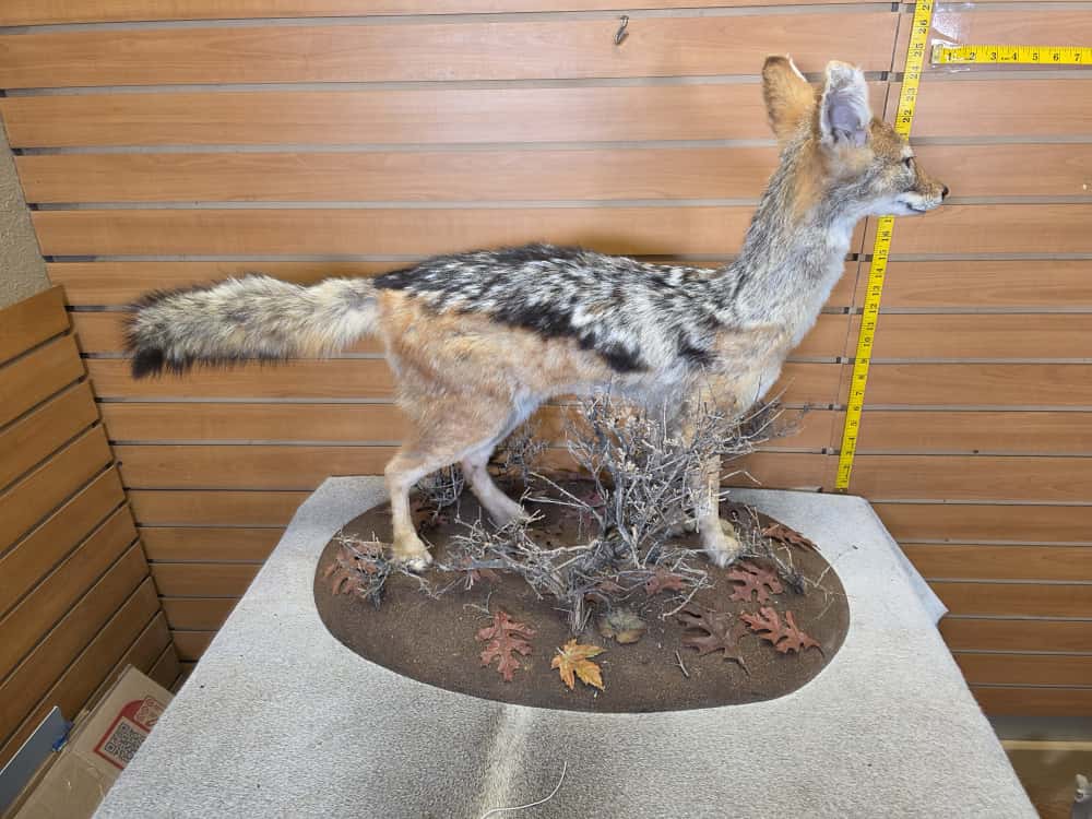 FHCM46 - African Black Jackal taxidermy mount