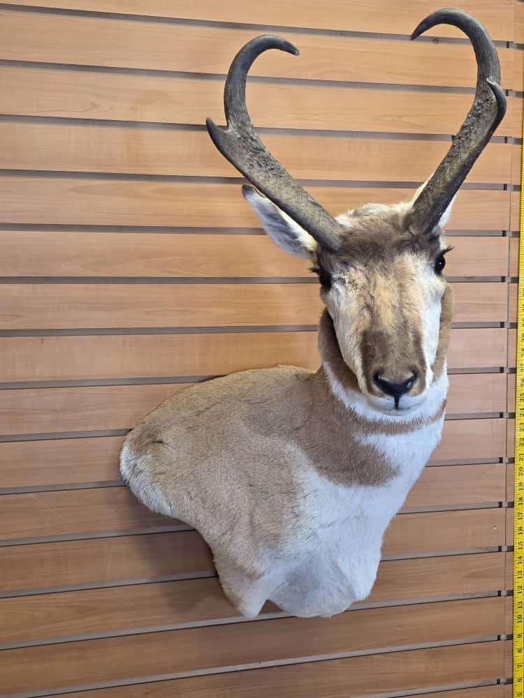 FHCM44 -Pronghorn Antelope Shoulder Mount Taxidermy