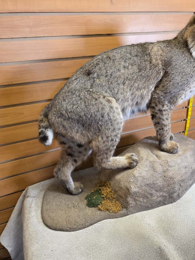 FHEB1013 - Bobcat taxidermy mount