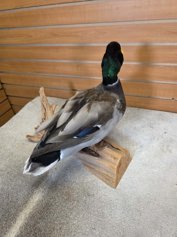 FH7497 -Farm raised domestic mallard duck bird taxidermy