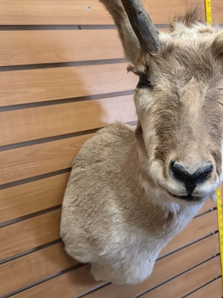 FHCM47 - Pronghorn Antelope Shoulder Mount Taxidermy