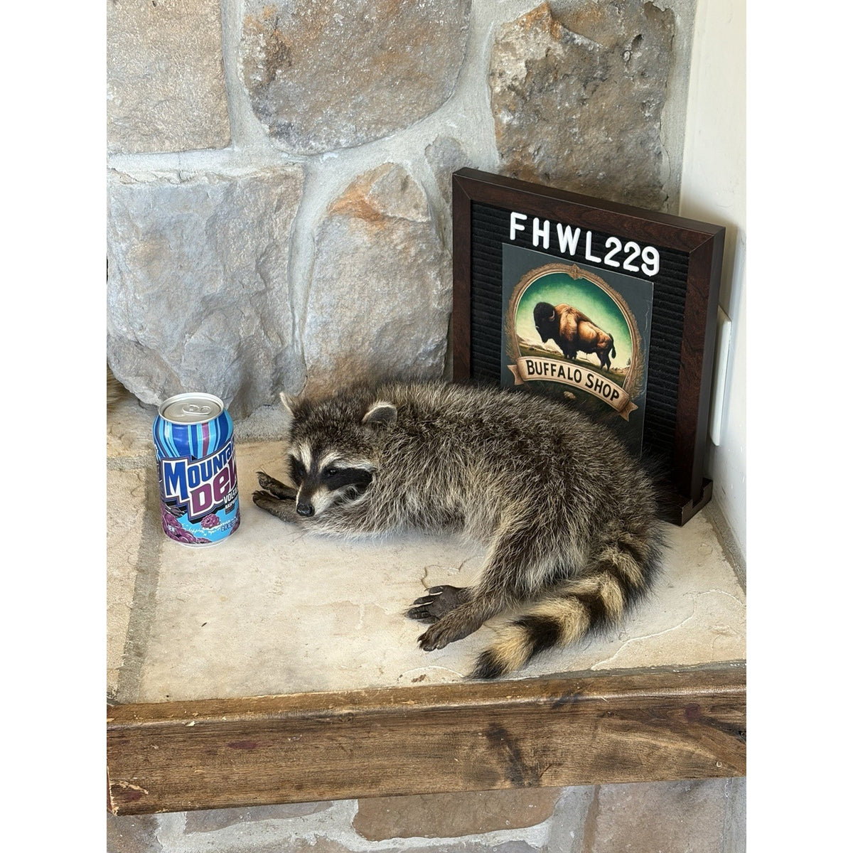 FHWL229 -baby Raccoon Taxidermy Mount