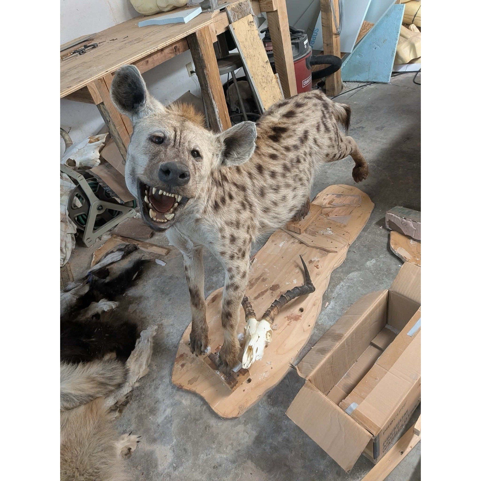 FHPATHY1 - XL Life-sized SPOTTED Laughing HYENA Taxidermy Mount