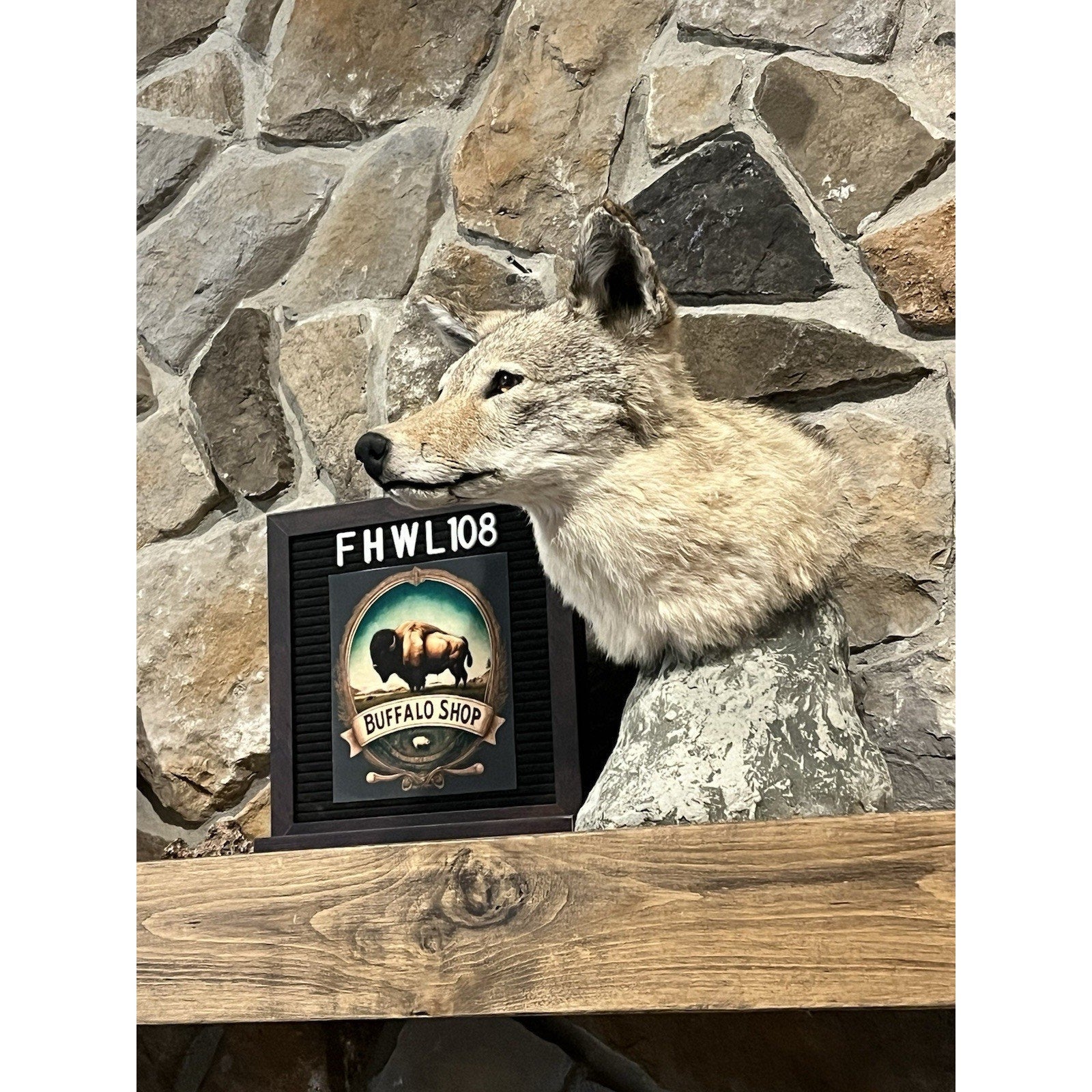 FHWL108 - Coyote Shoulder Museum Quality mount Taxidermy