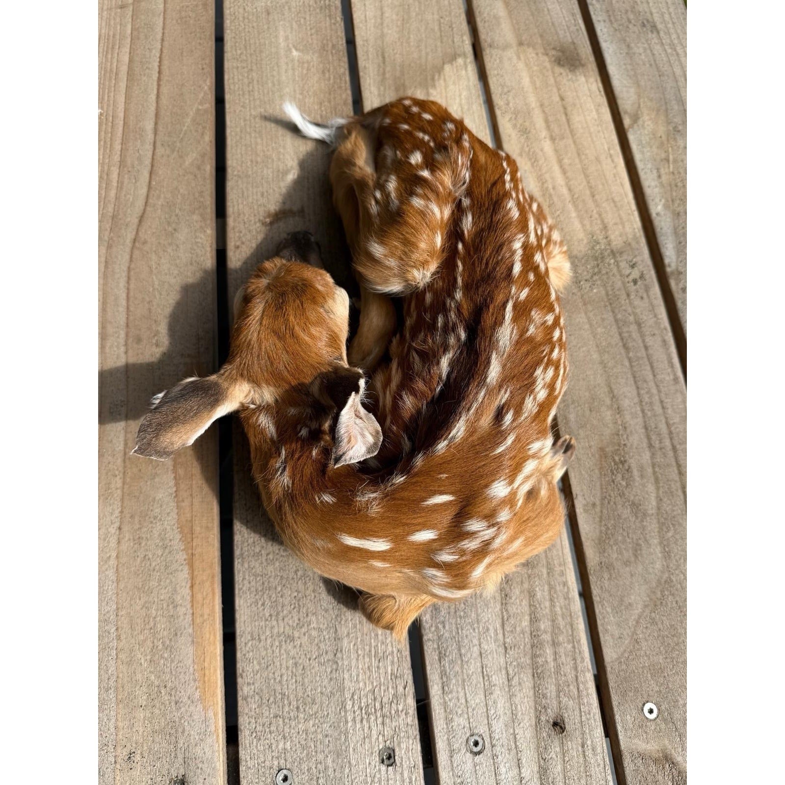 FHWAF4 - Fawn Lifesize Taxidermy Mount