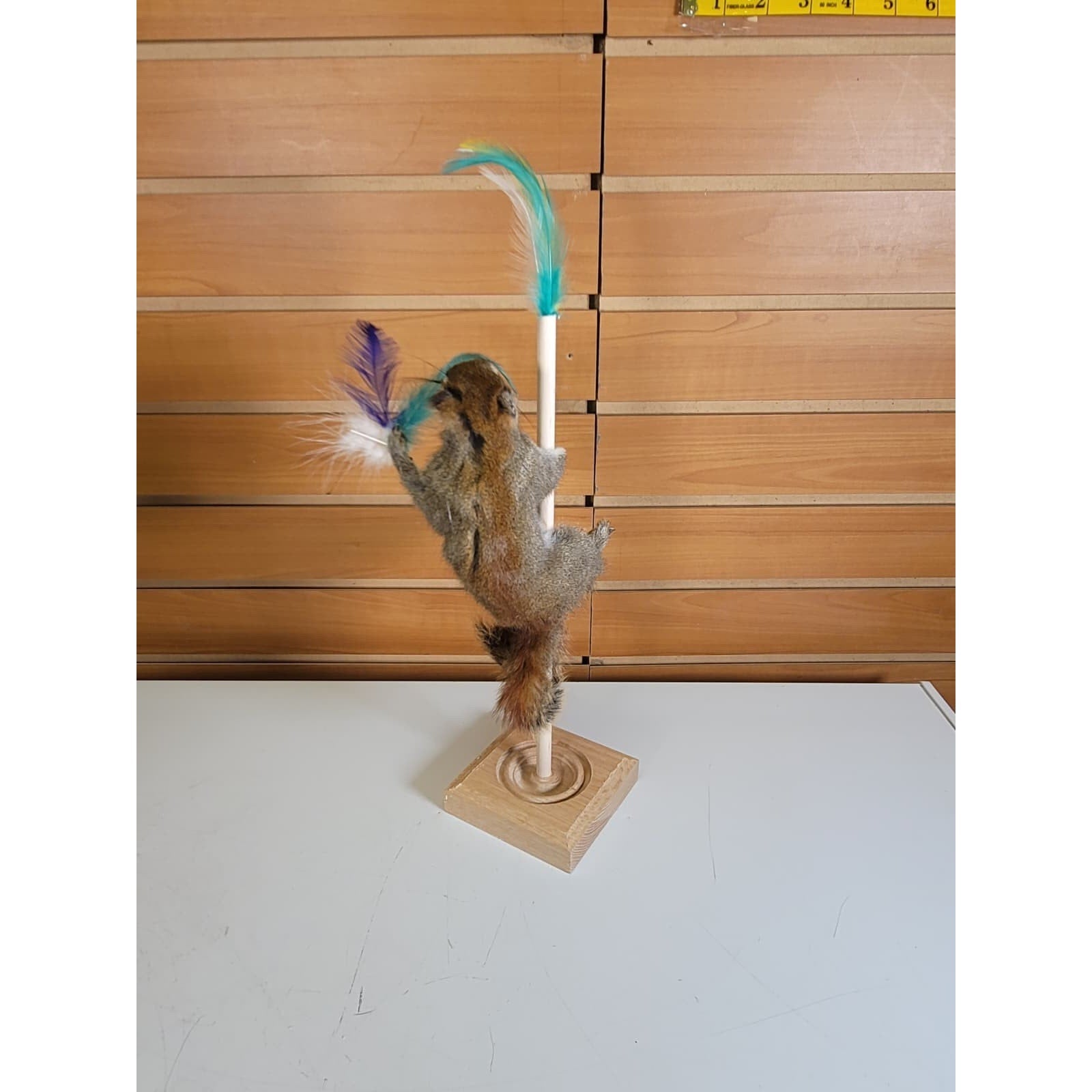 FHSQ308 - Stripping American Red Squirrel Taxidermy Mount